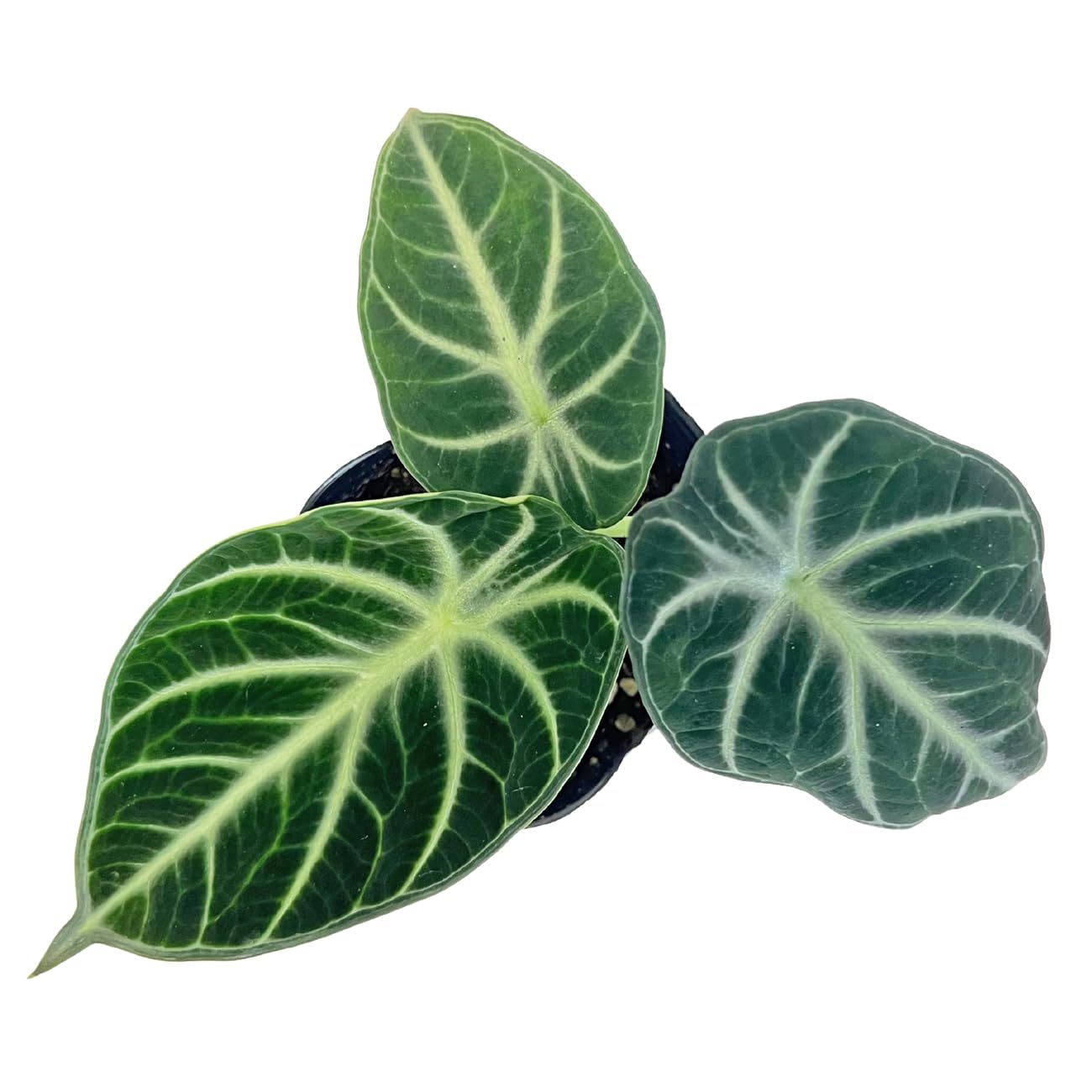 Amazon｜アロカシア ニンジャ 3号 黒ロングポット サトイモ科 小型