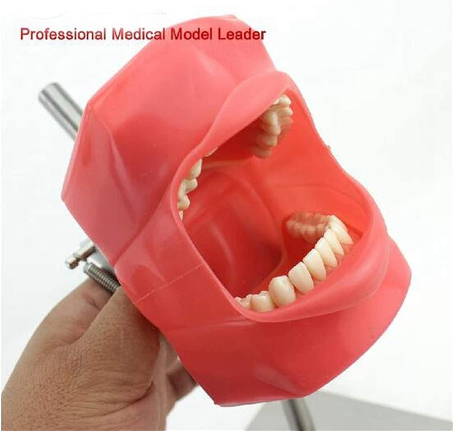 Model Nauczania, Szablon Zębów Symulator Dentystyczny, Stomatologia Stomatologiczna Tworzenie Zębów Treningowych Siedziba Główna Opieka Zdrowotna Jamy Ustnej Dentysta Higiena Pleśni
