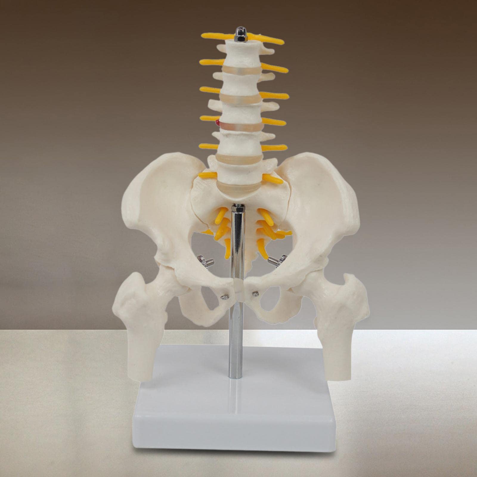 Generico Modelo de Esqueleto de Pelvis Humana con Herramientas de Enseñanza de Vértebras