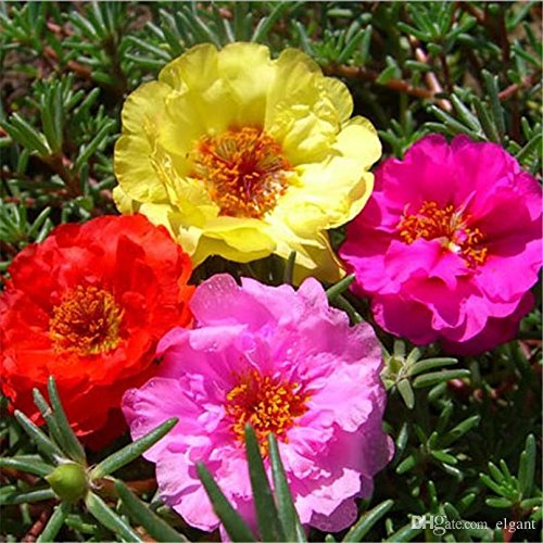 Creative Farmer Flower Seeds : Fast-Growing Annual Plant Time Flower Succulents Seeds Garden Seeds For House (5 Packets) Garden Plant Seeds (B077J7GS22) Amazon Price History, Amazon Price Tracker
