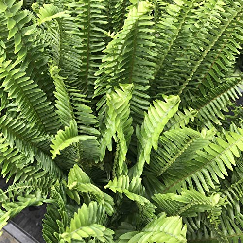 Australian Sword Kimberly Queen Fern - 3 Live Plants In 6 Inch Pots - Nephrolepis Obliterata - Wind Tolerant Herbaceous Fern #TOP2
