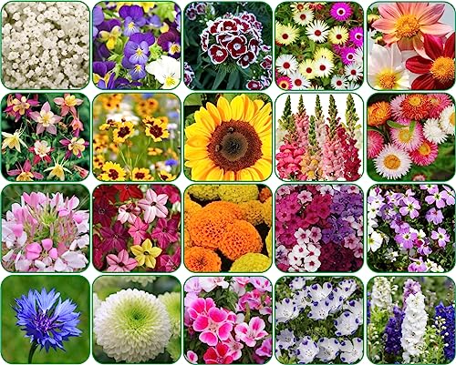 Image of Aero Seeds Combo Of 640+ Seeds 20 Varieties of Flower Seeds For Your Garden Beautiful Bloom Germination Seeds