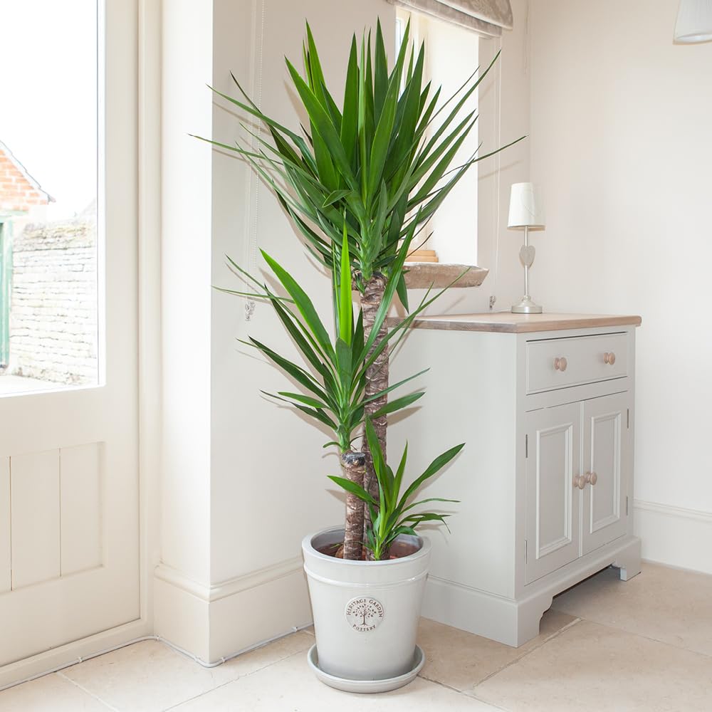 YouGarden Yucca elephantipes Large Houseplant with 3 Stems, 1.2m - 1.4m Tall Established Plant in 24cm Pot, Air Purifying Plant Yucca Indoor Plants in Pot, for Home and Office