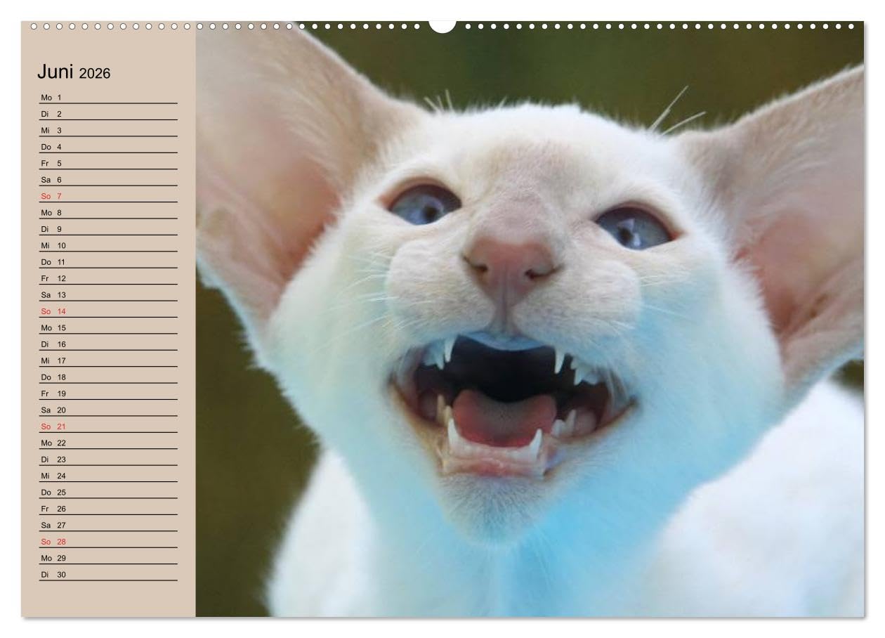 Siamkatzen - Kleiner Frechdachs mit Familie (Wandkalender 2026 DIN A2 quer), CALVENDO Monatskalender: Siamkätzchen `Moneypenny` mit der gesamten Katzenfamilie (CALVENDO Tiere)