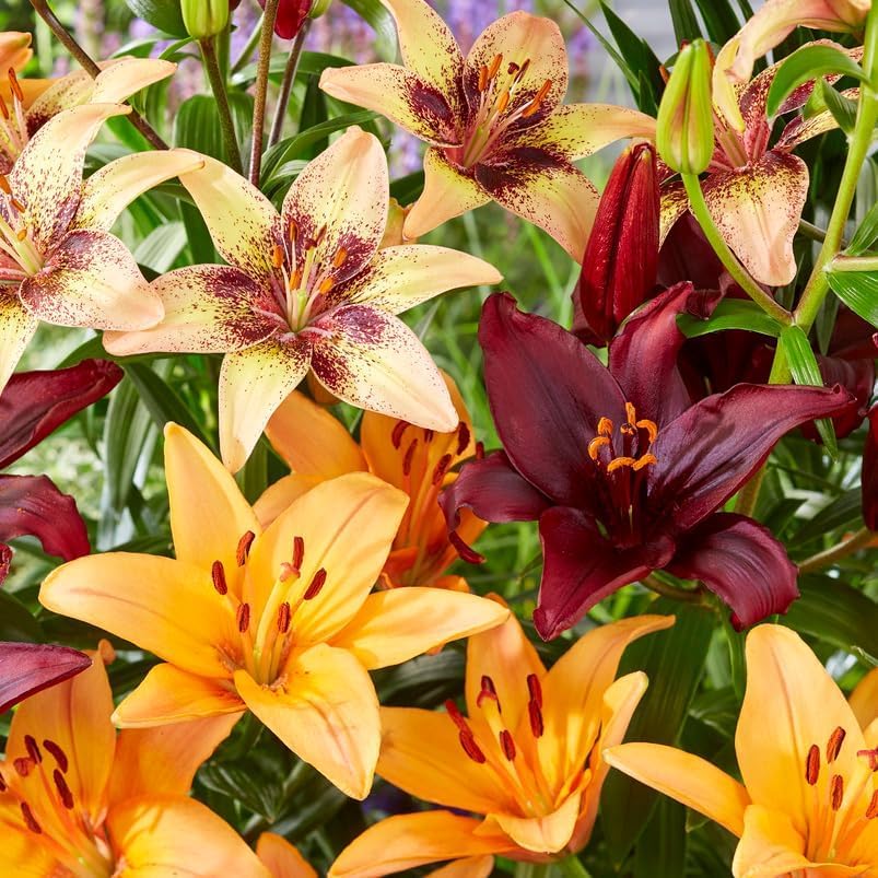 Bulbi Di Giglio Olandesi - Collezione 10 Varietà - Per Giardino E Vaso - Fiori Perenni Resistanti - Foto 7