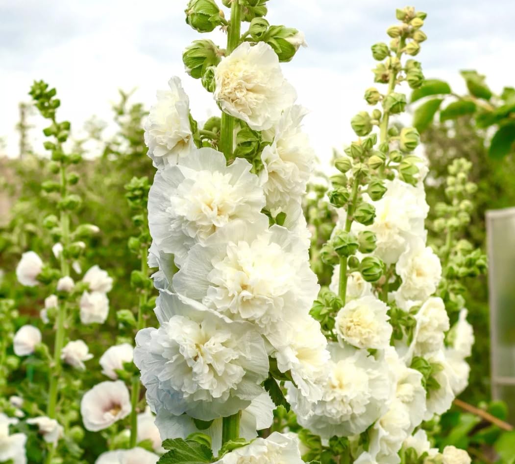 1 Pack of 75 SEEEDS Chaters White Double Triumph Hollyhock - Althaea Rosea