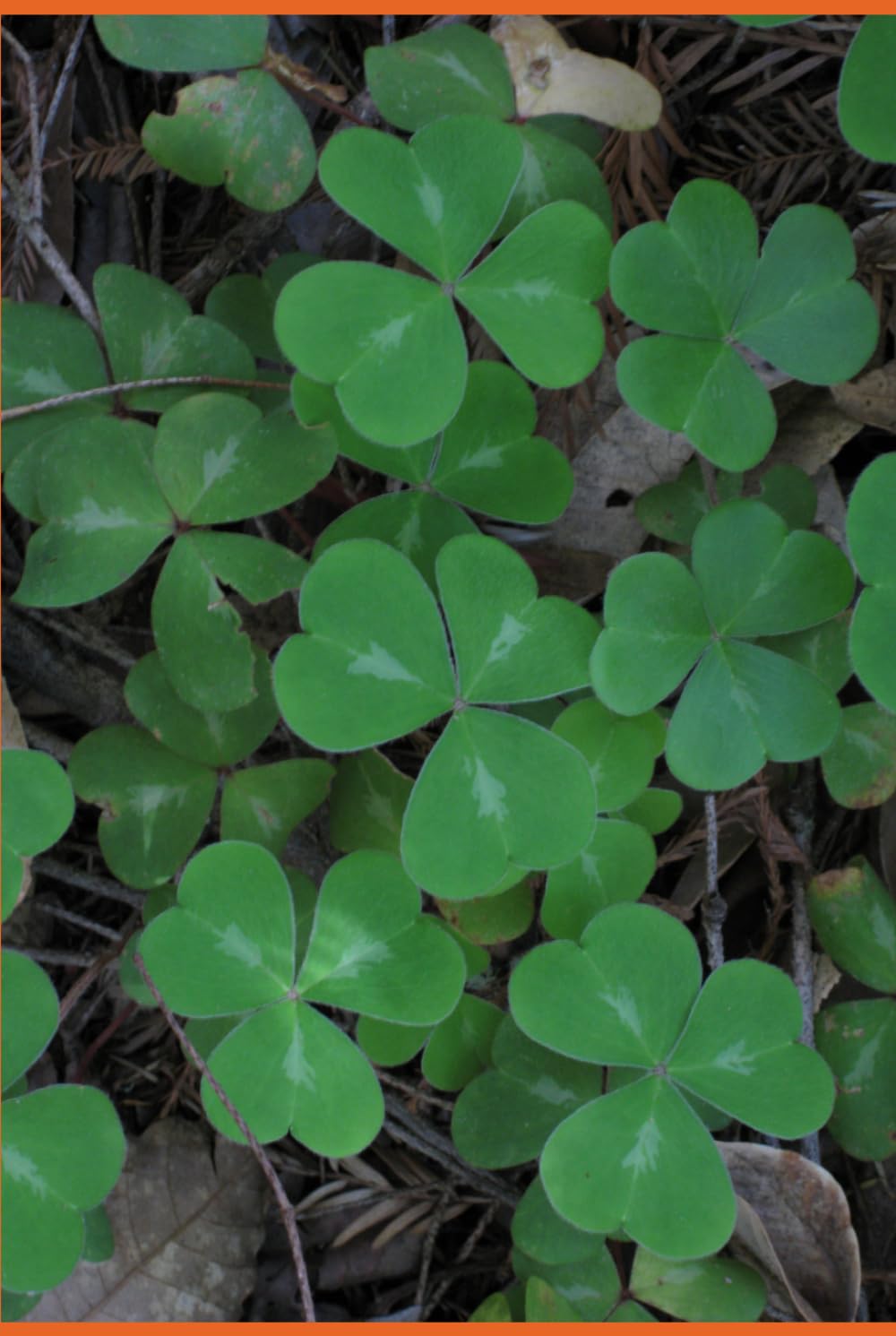 B'ajlom ii Nkotz'i'j Publications' Irish Gaelic Phrasebook: Ideal for Traveling to Ireland