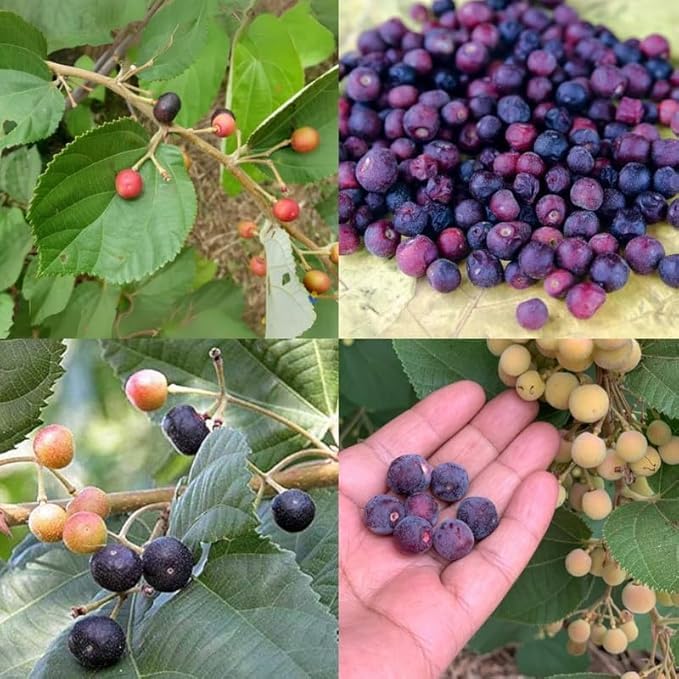 Image of Phalsa Live Plant | Fruit Bearing Tree | Healthy & Easy to Grow Plant for Home, Terrace & Outdoor Gardening | Pack of 1