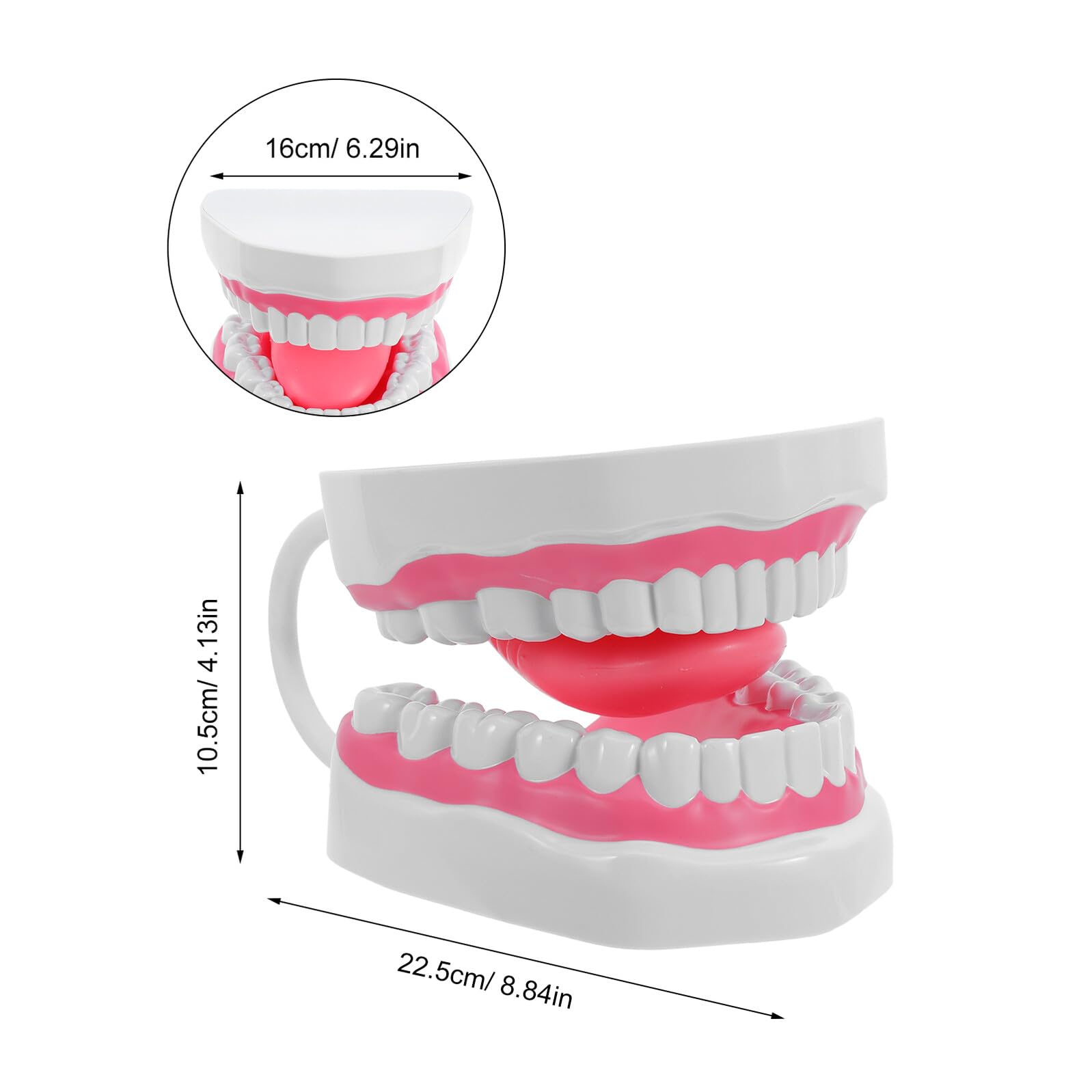 Ipetboom Modello Adulto Ingrandito in Plastica Bianca per Igiene Orale Kit Educativo per Insegnamento Spazzolatura e Pulizia Struttura Realistica con Radici per Formazione Professionale