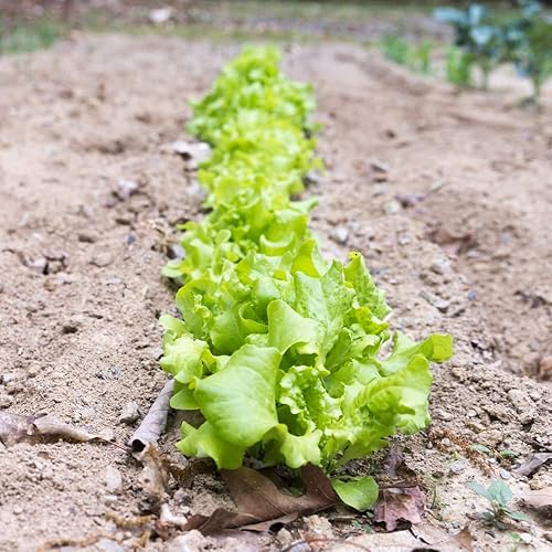 Miniatura 4 de Semilla de Lechuga (Simpson de Semilla Negra) (1150 Semillas)