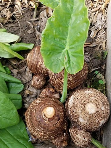 3 Bulbs Colocasia esculenta, Green Taro, cocoyam, taro, Elephant Ears Bulbs Taro