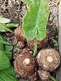 3 Bulbs Colocasia esculenta, Green Taro, cocoyam, taro, Elephant Ears Bulbs Taro
