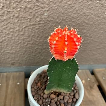 ミニマリスト 咲き乱れるポスター アリゾナサボテン ミニマリスト 咲き乱れるポスター アリゾナサボテン Amazon.co