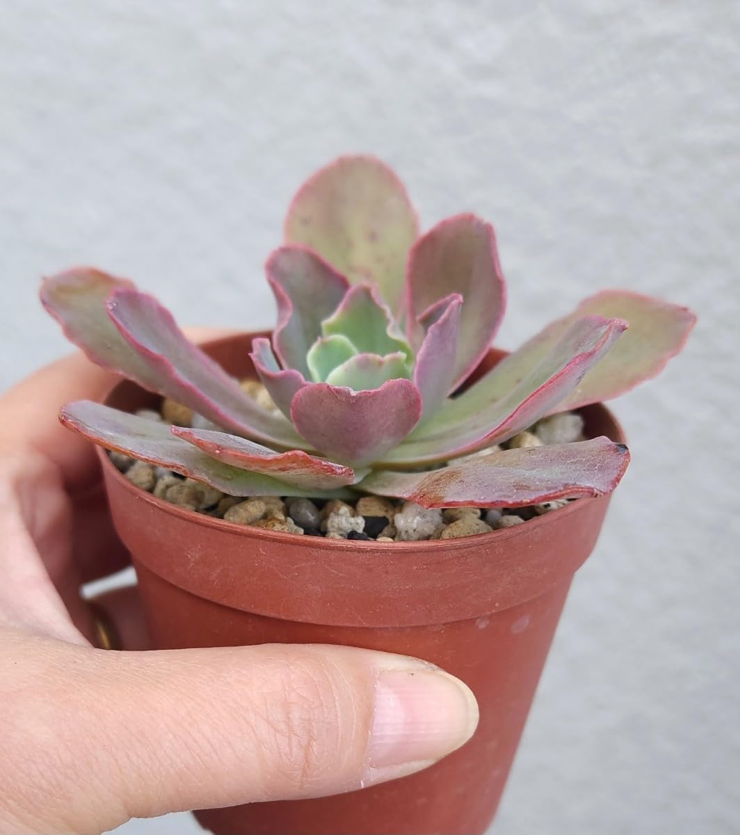 Amazon.co.jp: エケベリア プリンセス パール 多肉植物 苗