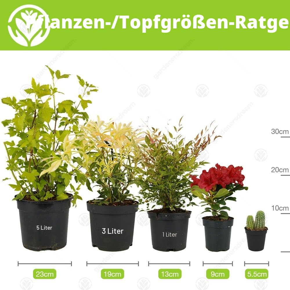 GardenersDream Hedera Helix - Gemeiner Efeu Winterhart - Kletterpflanzen Winterhart Immergrün - Bodendecker Mehrjährig