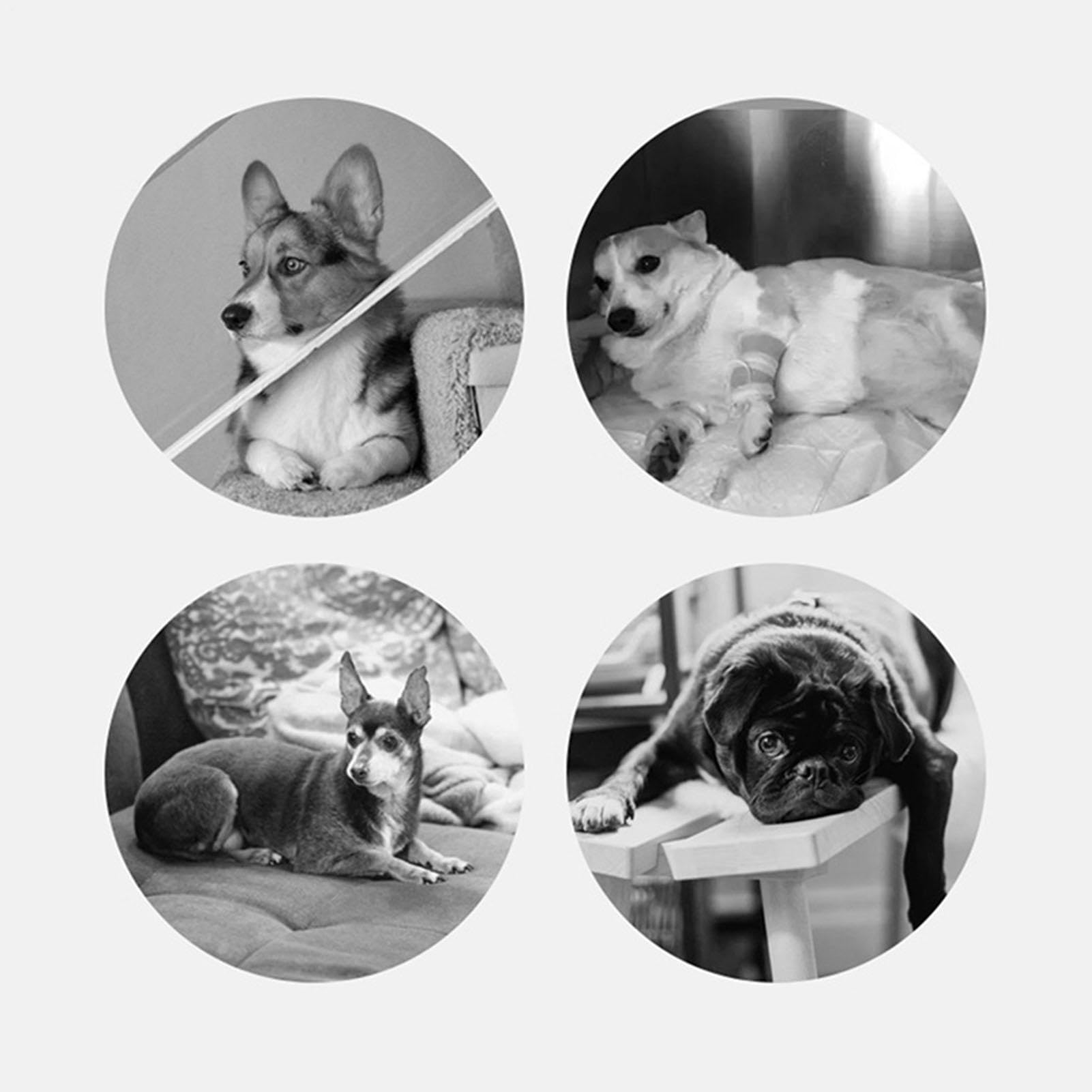per animali domestici per cani e gatti | rampa da arrampicata con scale per cuccioli – scale per cani, per interni, camera da , divano, soggiorno, camper, mobili