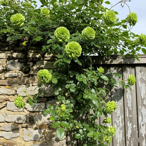Image of Climbing Rose Hybrid Seeds Pack - Large Flowers- 70 Easy-to-Grow Seeds for Vibrant Blooms, Suitable for All Indian Climates (GREEN)