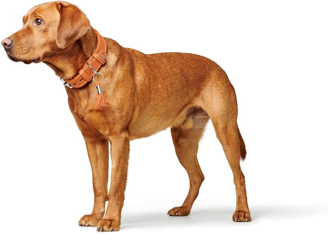 Hunter HT63302 Cannes Leather Collar, One Size