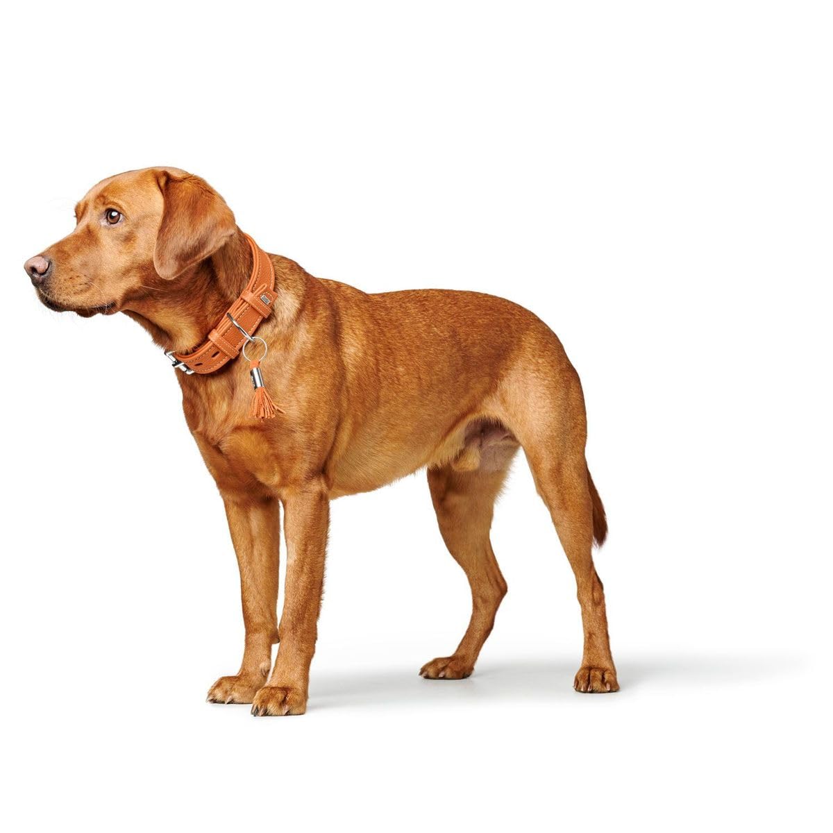 HUNTER CANNES Hundehalsband, Leder, Nappaleder, weich, edel, elegant, 55 (M), orange