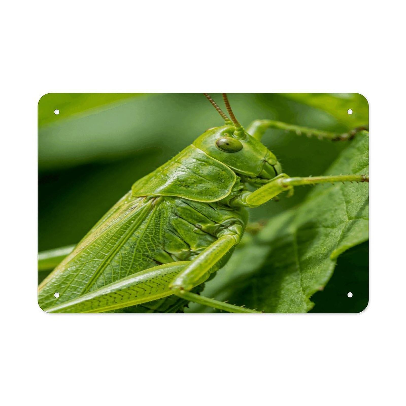 Khauerbc Style Insect-Green Tin Sign Iron Sheet Painting Unframed 11.8X7.9 Inch Metal Poster Wall Decor Iron Painting Wall Prints For Living Room Bedroom Office Home Decor