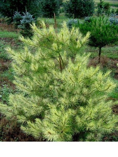 Amazon.com: Dragon Eye Japanese Red Pine - Cessarini abigarrado 3