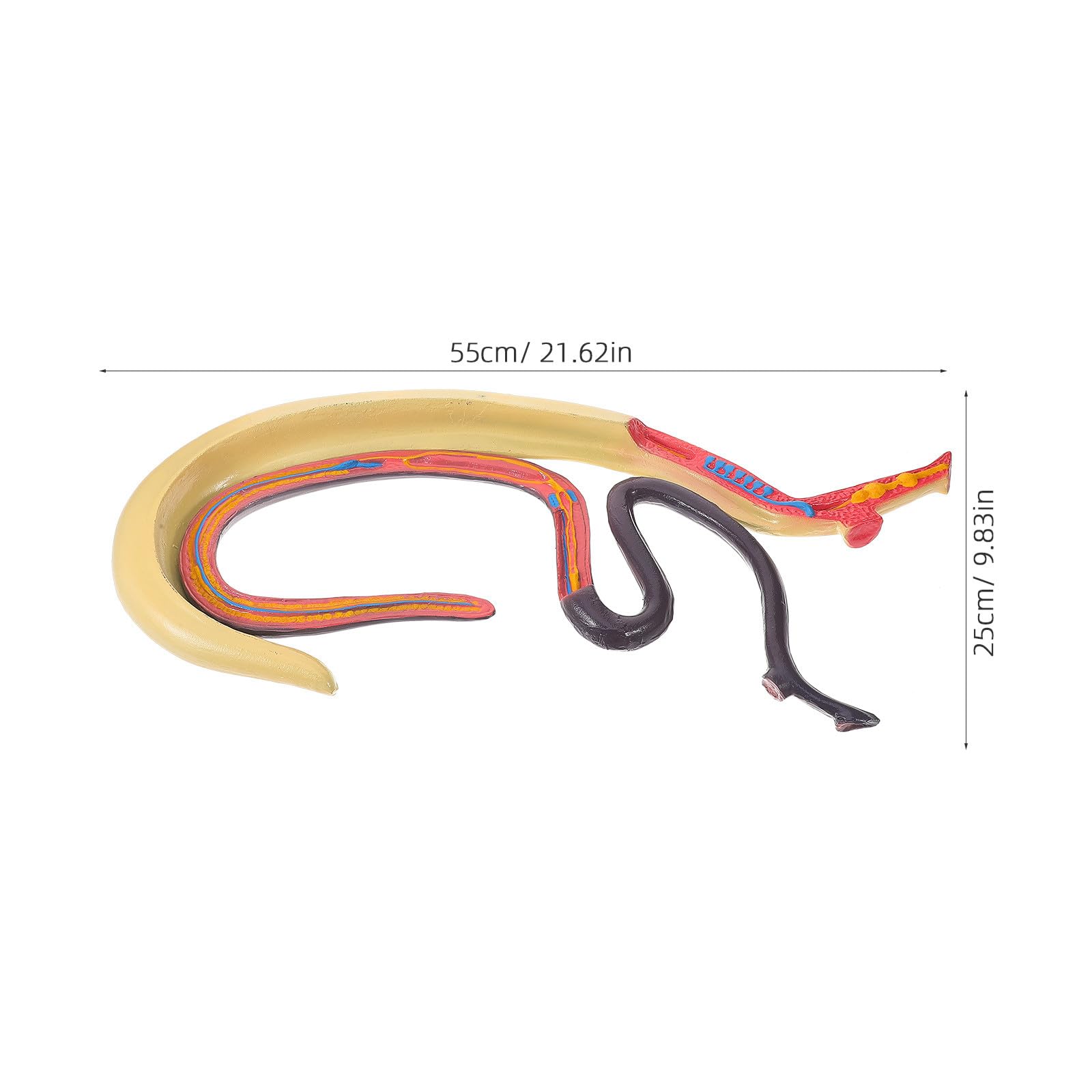 Ciieeo Modèle Anatomique de Schistosome Détachable en Plastique, Facile à Observer et Étudier, pour L'enseignement en Classe de Biologie Recherche en Laboratoire