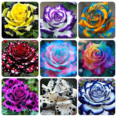 275+USA PERMIUM Rare Rose Seeds for Planting Outdoor-Non-GMO Heirloom Rose Flowers Seeds Garden Decor Open Pollinated