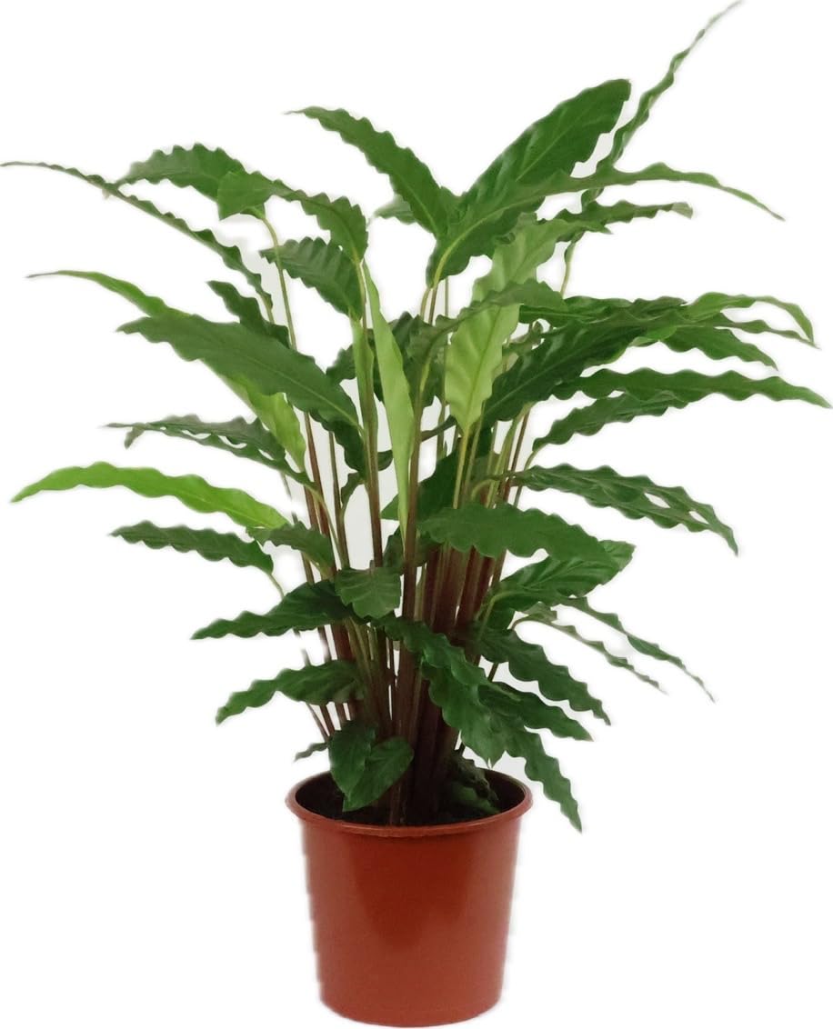 GASMIS - Calathea Wavestar Green - Korbmarante - Luftreinigende Pflanze -  Besondere Bltter - Mix Topf 17cm : Amazon.de: Garten