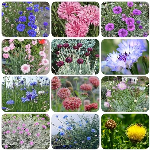 semillas de aciano de cortadas de aciano raras, decoración de sala de estar, jardín de rocas resistentes de balcón 500pcs