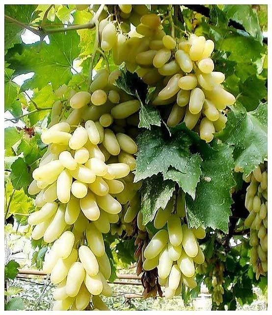 GREEN GRAPE PLANT (PACK OF 1) GRAFTED - Fruit Tree - Live Outdoor Garden Plant,CF_T108