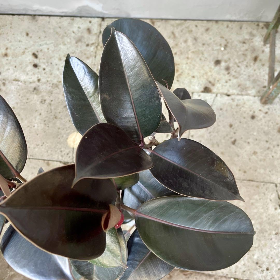 Amazon.co.jp: フィカス バーガンディ 2本立ち 陶器鉢 植え込み