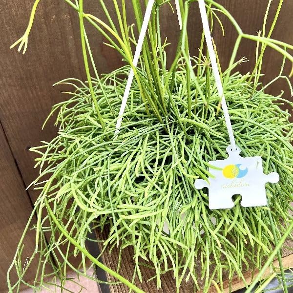 Amazon｜おしゃれ 観葉植物：リプサリス カスッサ*5号 吊り鉢