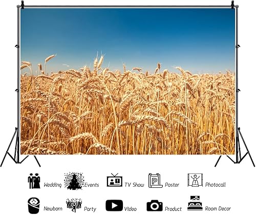 Miniatura 3 de Telón de fondo de campo de trigo dorado, 5 x 3 pies, rústico, otoño, tierras de cultivo de trigo, cosecha de grano de trigo, desierto, cielo azul,