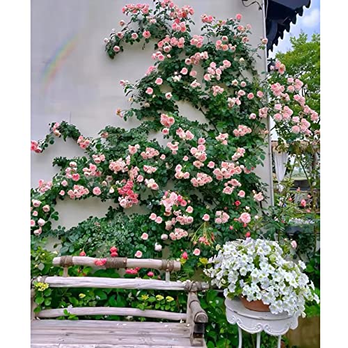 150+ Pink Climbing Rose Seeds for Planting Outdoors Ornamental Vine Seeds Amazing Climbing Flowers Rose Growth Beautiful Roses - Thumbnail 4