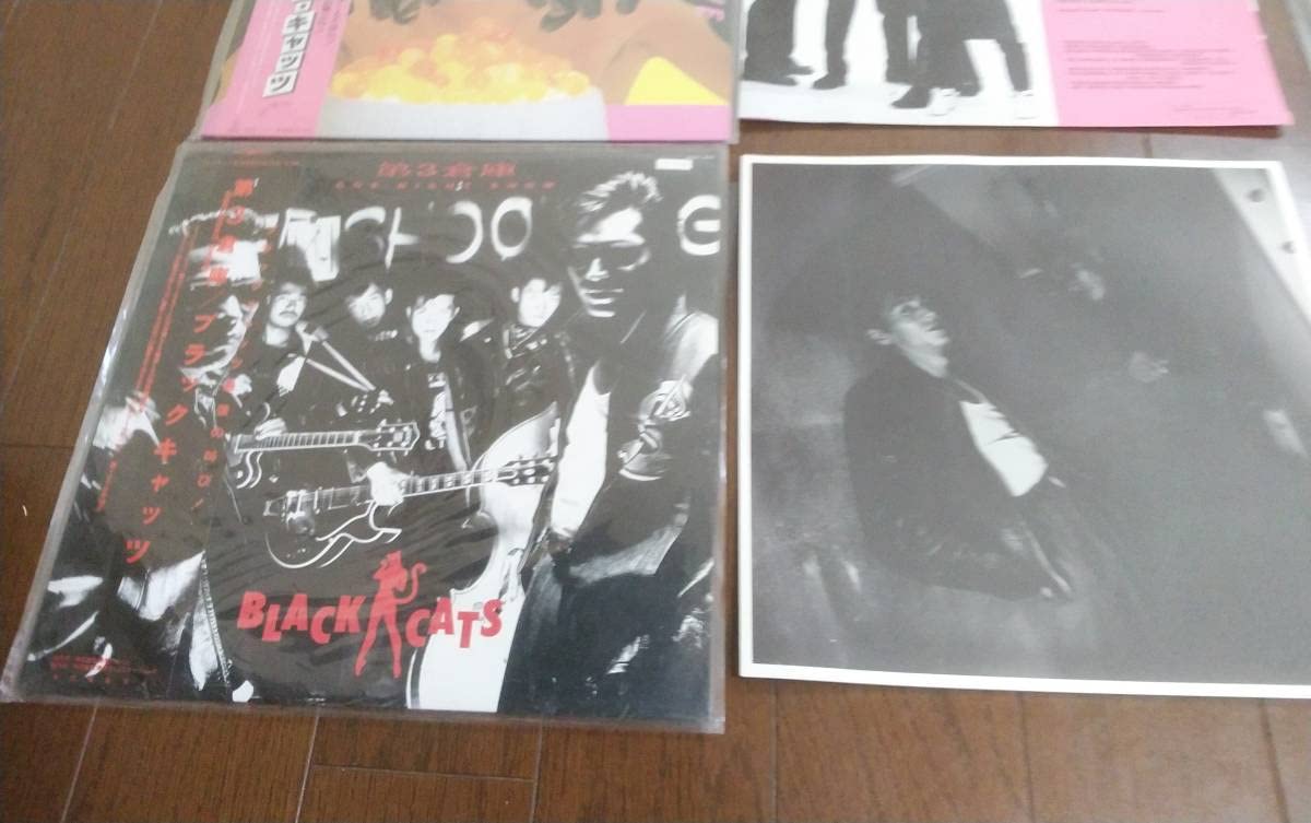 Amazon.co.jp: ブラック、キャッツ BLACK、CATS