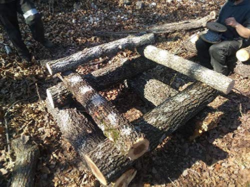 3' Logs for Mushroom Growing (About a 6' Diameter)(Single Log)