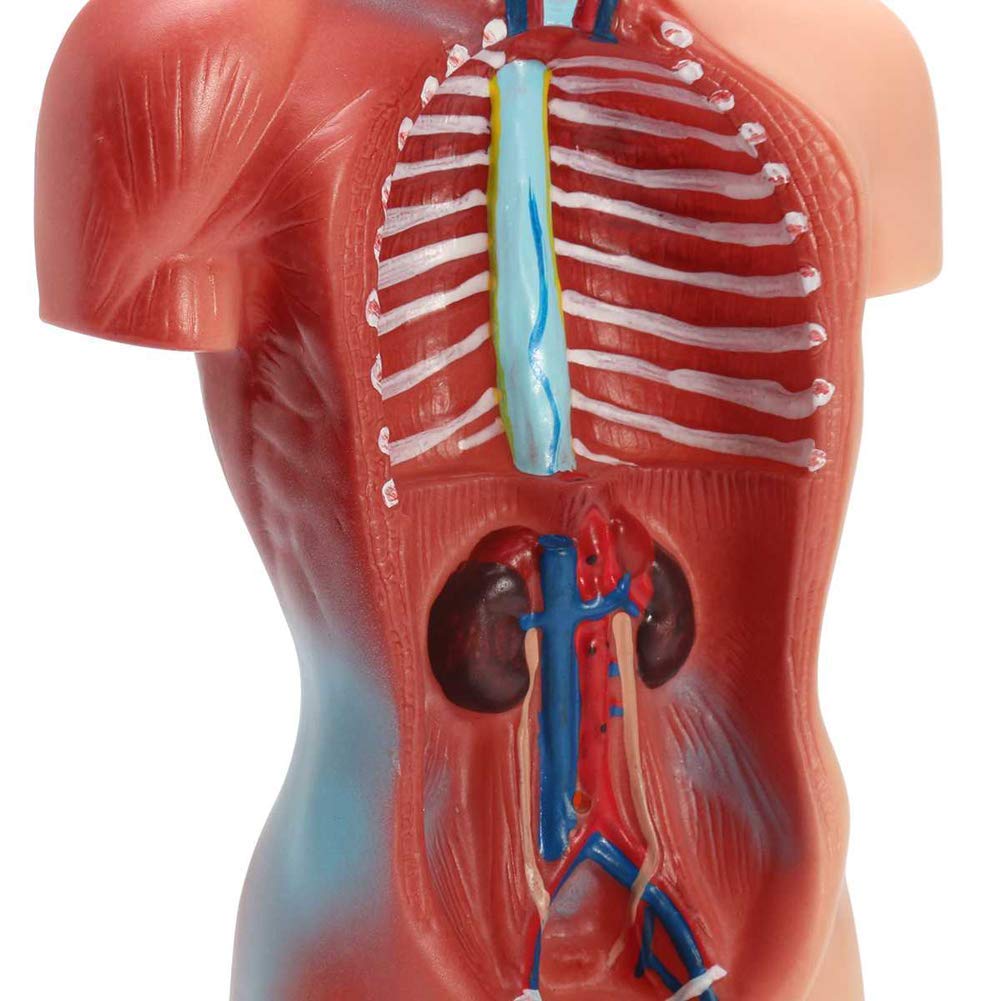 ERNZI Modelo De Torso Humano Anatomía Órganos Anatómicos Internos para La Enseñanza Modelo Educativo Desmontable Nuevo 28 Cm para Escuelas, Educación