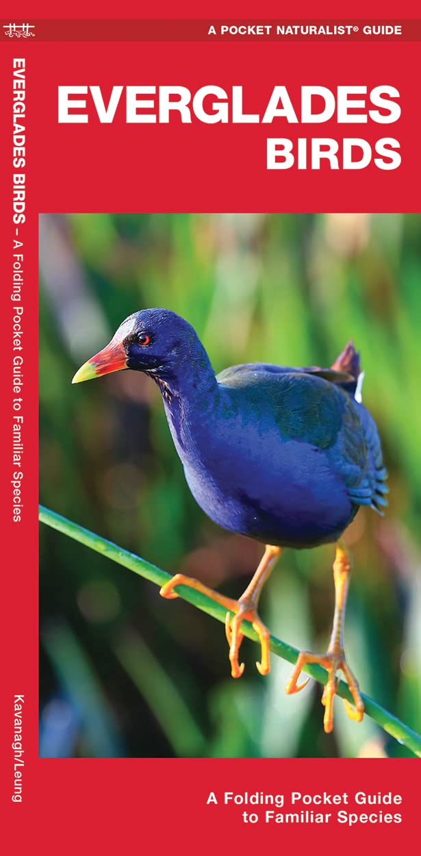 Everglades Birds: A Folding Pocket Guide to Familiar Species (Nature Observation North America)