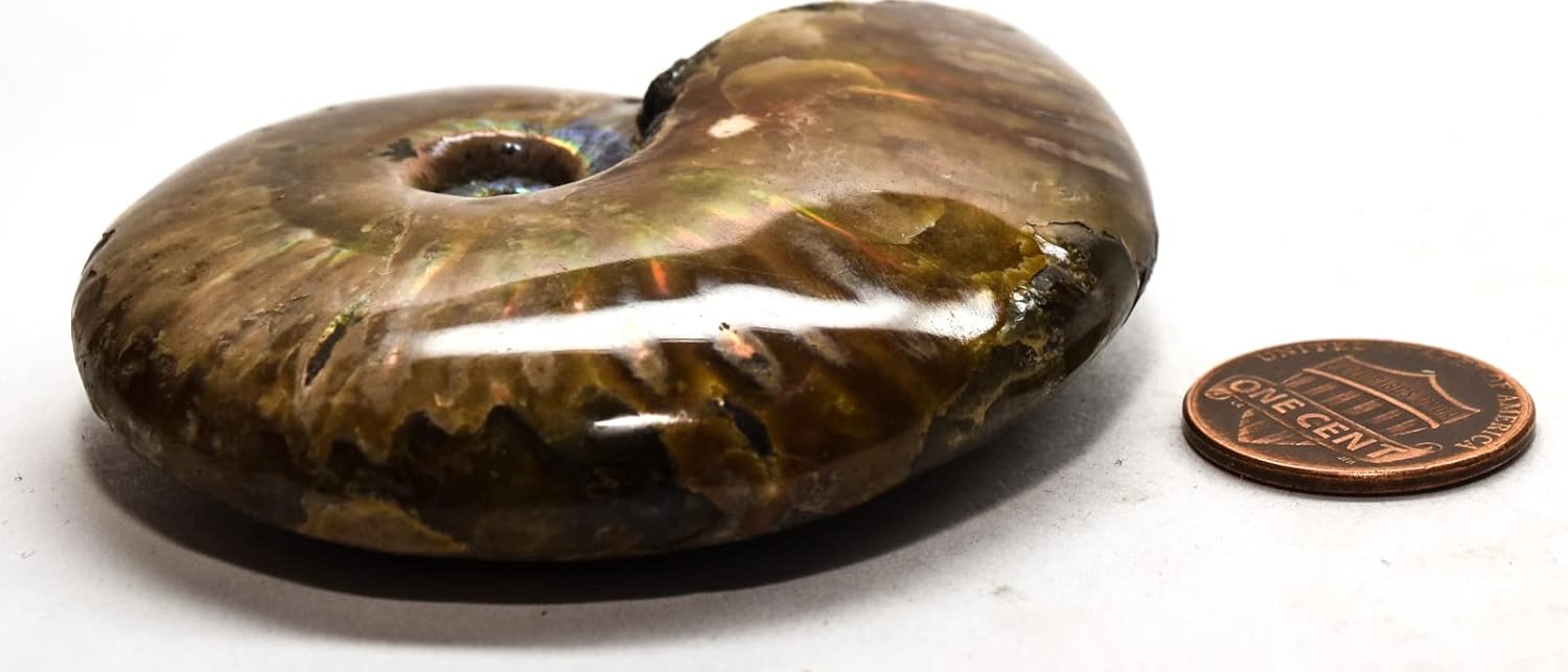 2.5" 375ct Red Green Flash Fire Ammonite Shell Fossil Polished Natural Iridescent Ammolite Gemstone Crystal Mineral Specimen - Madagascar + Stand