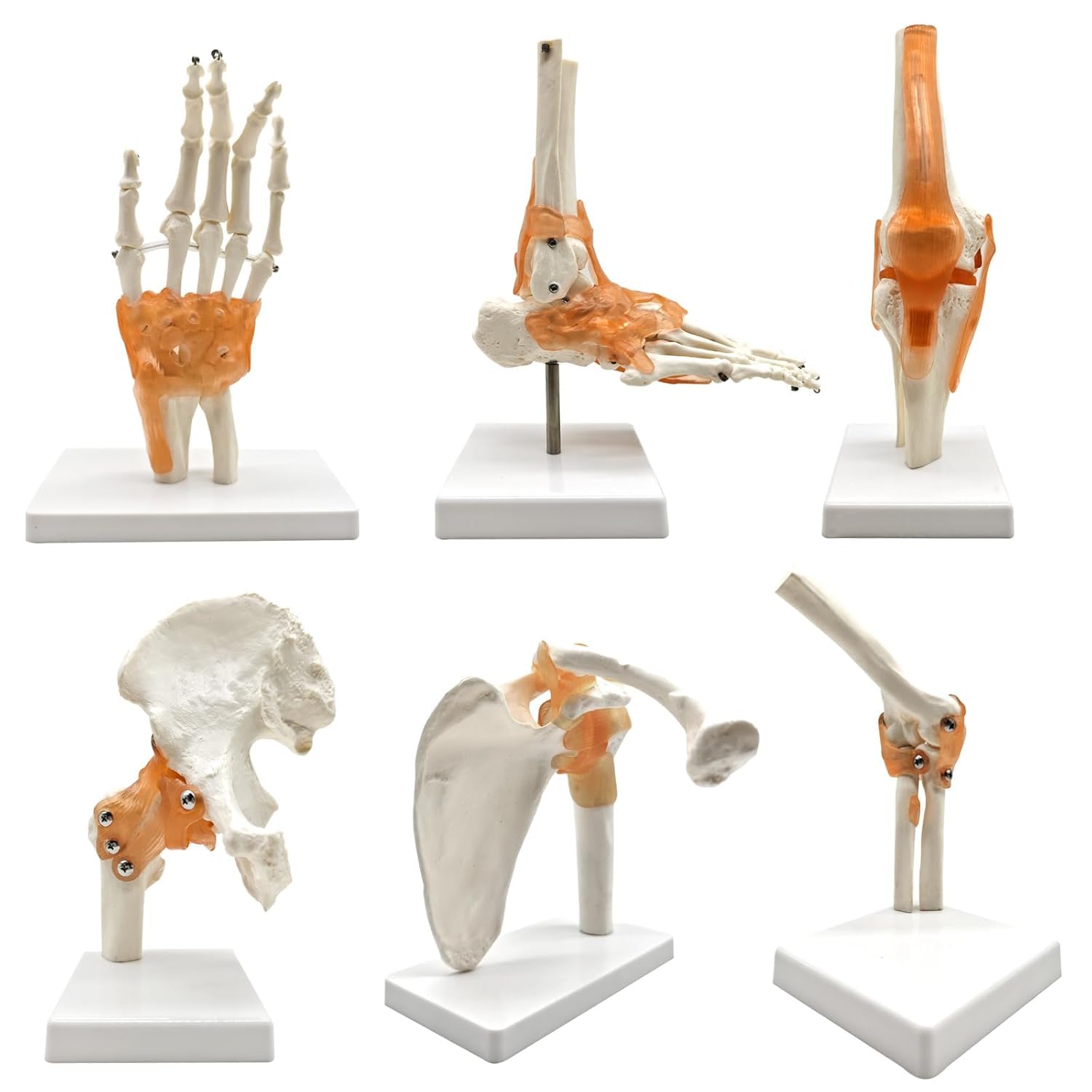 Modello articolare del Corpo Umano con Sei articolazioni Principali 6 Pezzi/Set Modelli anatomici Spalla Umana Gomito Anca Ginocchio Mano Piede Modelli di Ossa articolari Modello anatomico