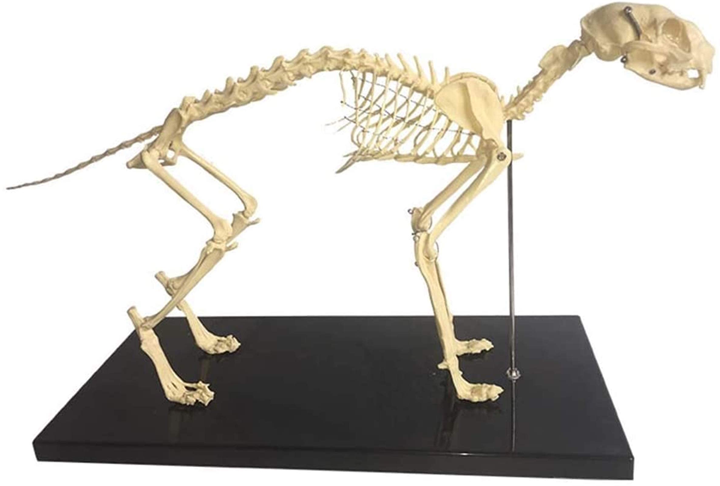 Amazon.co.jp: 研究モデル 教育モデル 猫の骨格の解剖学 猫の骨の骨格