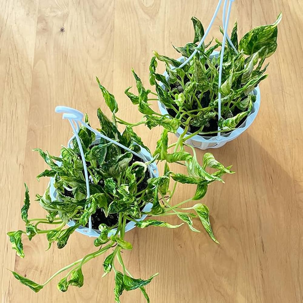 テルノキャスト　ポトス　5号　観葉植物　ハンギング 楽天市場】観葉植物 ポトス テルノ No.022 ジャック 5号鉢 吊り鉢 吊り