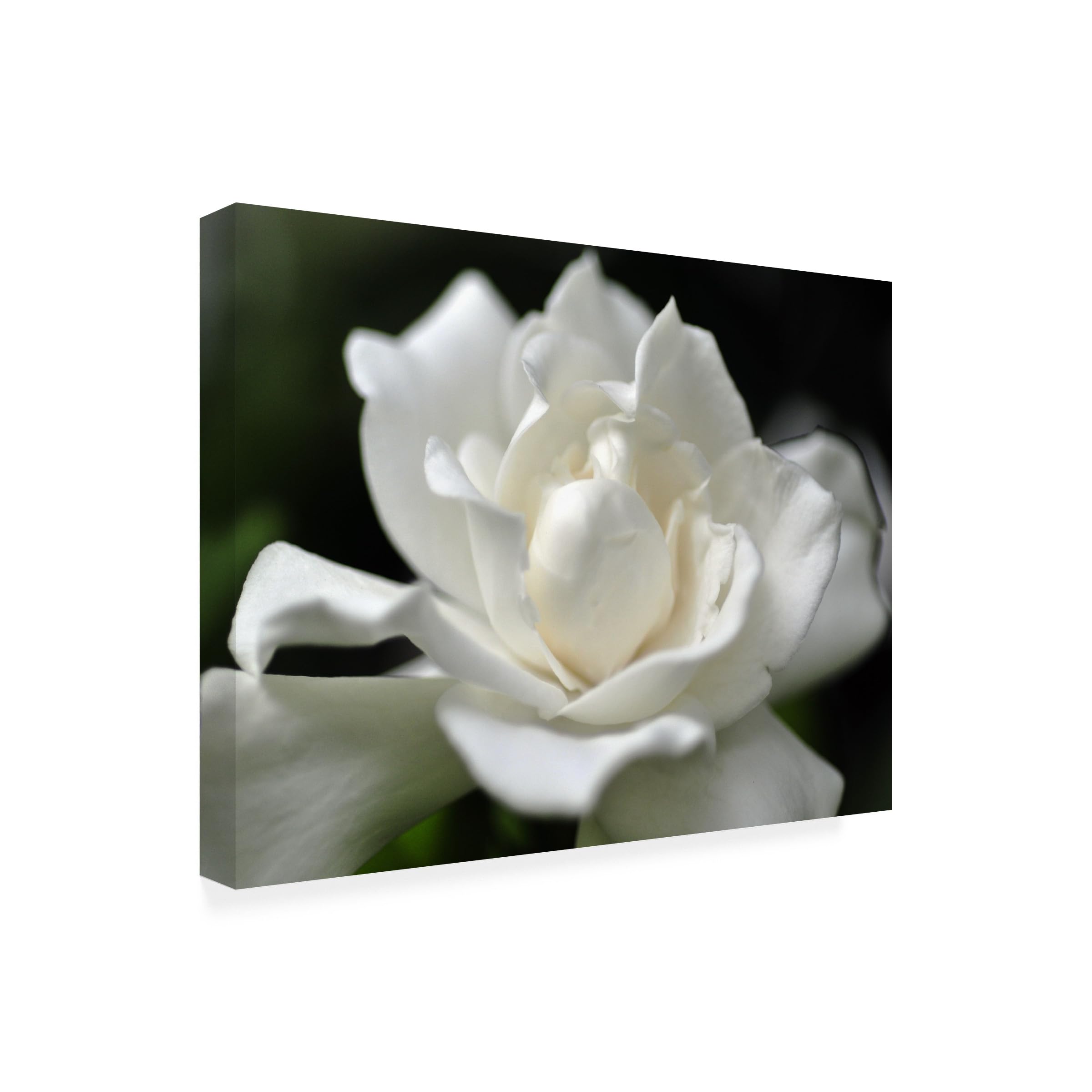 Wrapped Canvas Wall Art - Kurt Shaffer 'Lovely Gardenia' Wall Art for Living Room, Bedroom, or Office Décor - 35x47