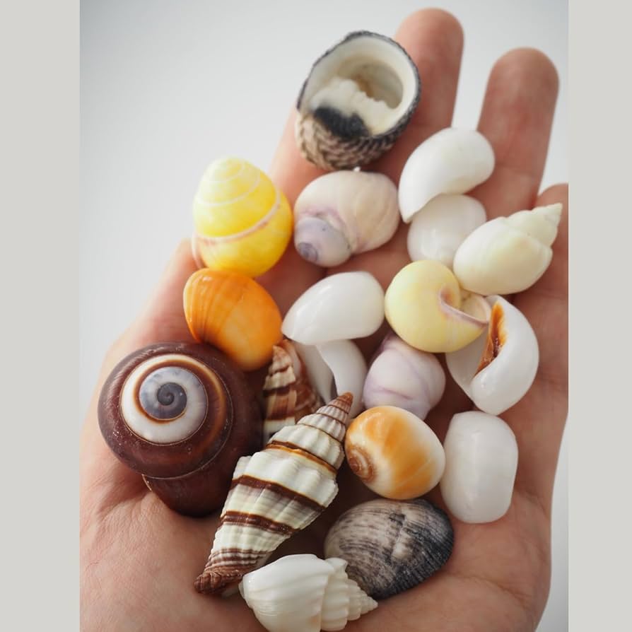 貝殻セット Amazon.co.jp: 天然 貝殻 セット 詰め合わせ ミックスシェル