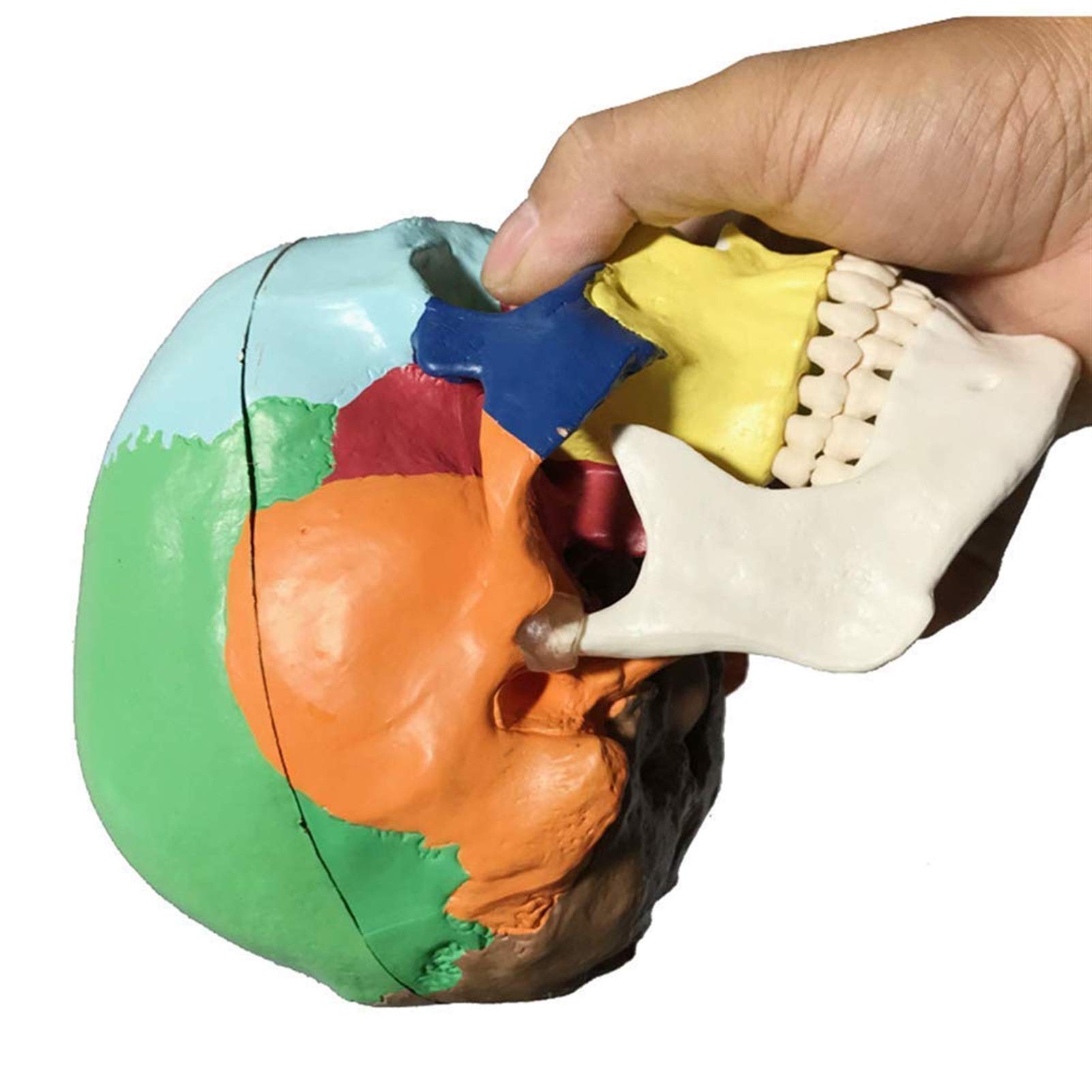 Anatomiczny model czaszki - Kolorowy tryb ludzkiej czaszki - Materiał żywiczny Anatomia człowieka Model czaszki Anatomiczny medyczny nauczanie Szkielet głowa - do medycznego szkolenia edukacyjnego