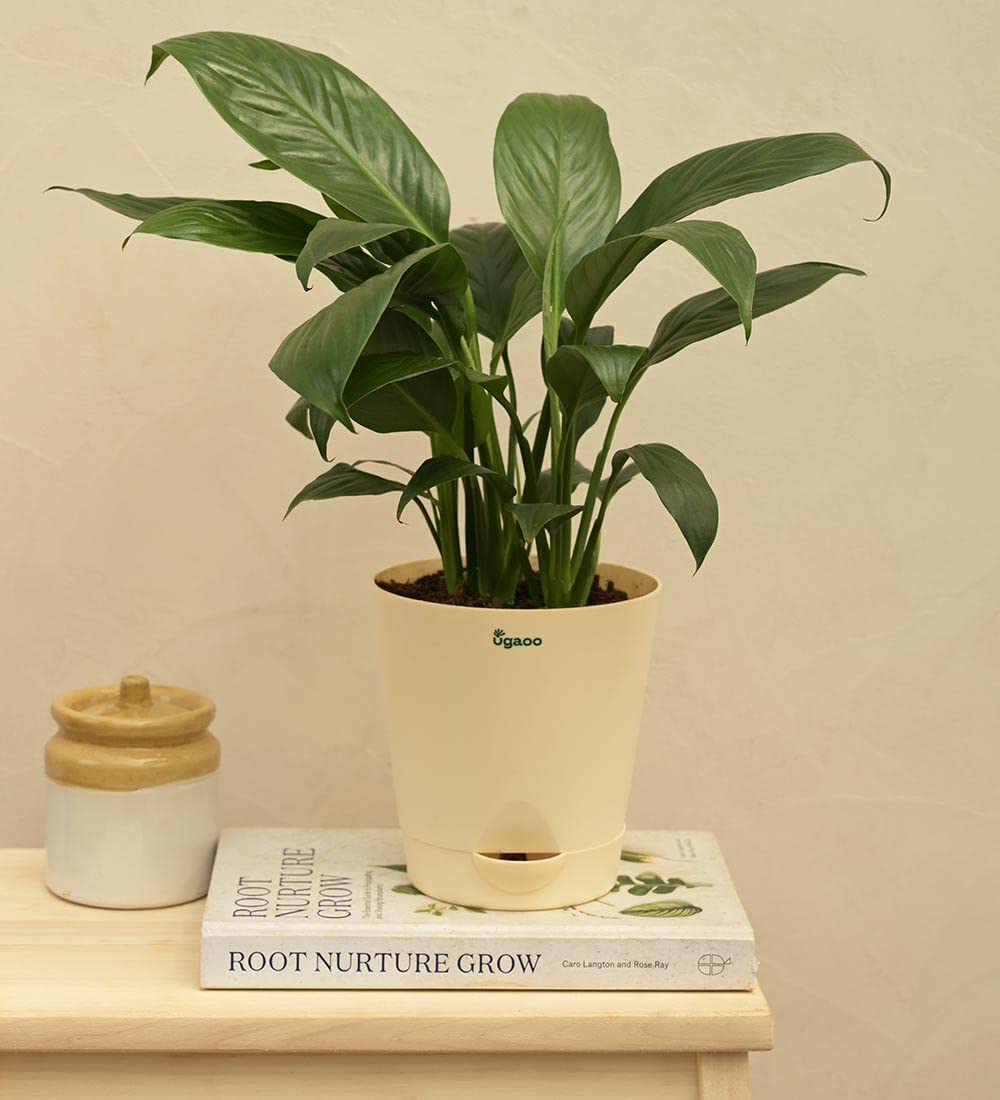 UGAOO Peace Lily Natural Live Indoor Plant - Medium (B09PF2PN7Y) Amazon Price History, Amazon Price Tracker