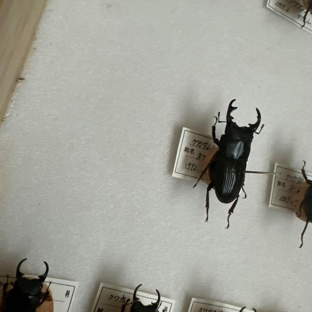 コクワガタ スジクワガタ ネブトクワガタ標本 <0622z昆虫標本