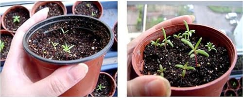 Miniatura 3 de Semillas de flores raras Portulaca Moss Rose Happy Trails Cubierta del suelo Mezcla de semillas de plantas 2000+ semillas