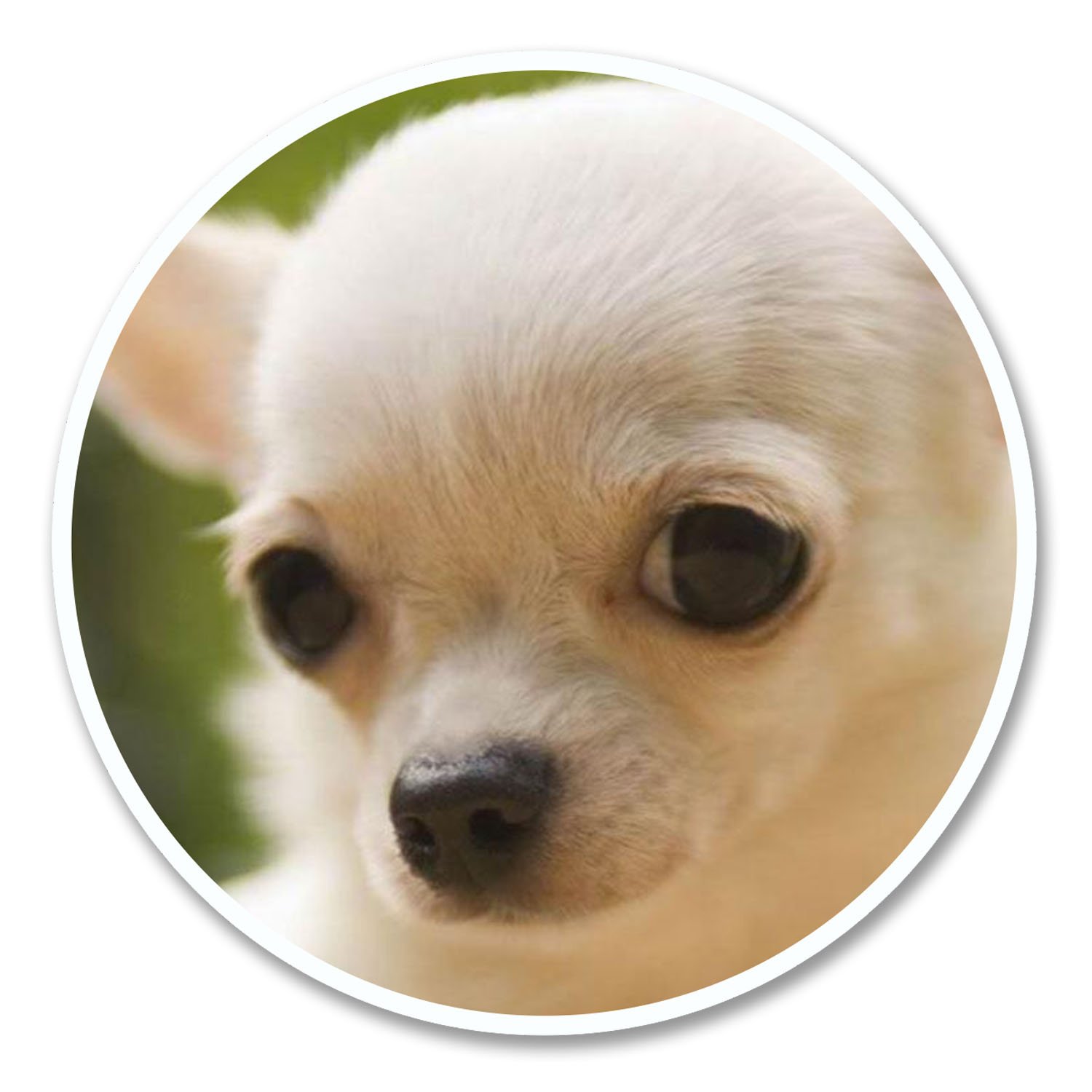 2 x 10cm Pretty Chihuahua Dog Sticker Decal Tablet Laptop Car Fun Animal #6133 (10cm x 10cm)