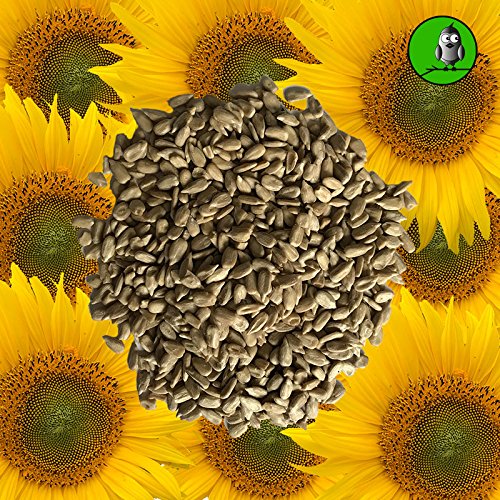 Preisvergleich Produktbild Vogelfood 25 KG Sonnenblumenkerne geschält Marke Vogelfutter